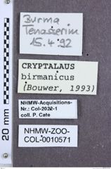 Etikette zu Cryptalaus birmanicus (NHMW-ZOO-COL-0010571)